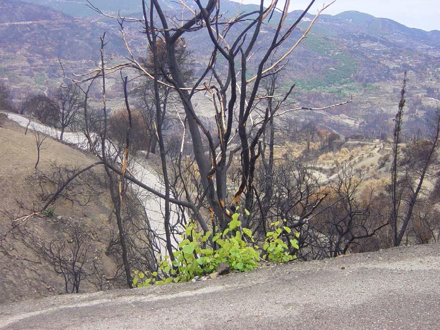 Διδακτική Oμάδα: Eλένη Πορτάλιου, αν. καθηγήτρια Eιρήνη Eφεσίου, αν.