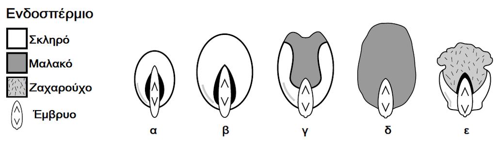 4. Τύποι καλαμποκιού ανάλογα με τα μορφολογικά χαρακτηριστικά, τη δομή και τις ιδιότητες του αμύλου του κόκκου: Κατανομή των τριών τύπων