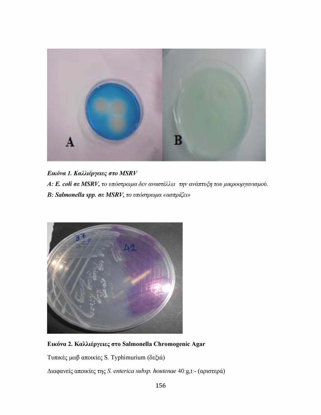 Εικόνα 1. Καλλιέργειες στο MSRV Α: E. coli σε MSRV, το υπόστρωμα δεν αναστέλλει την ανάπτυξη του μικροοργανισμού. Β: Salmonella spp.
