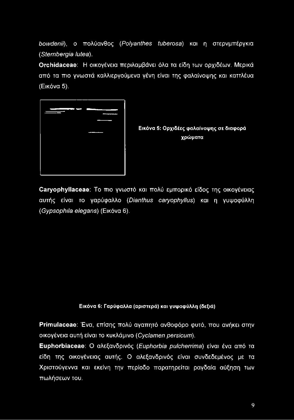 Μερικά από τα πιο γνωστά καλλιεργούμενα γένη είναι της φαλαίνοψης και καττλέυα (Εικόνα 5).