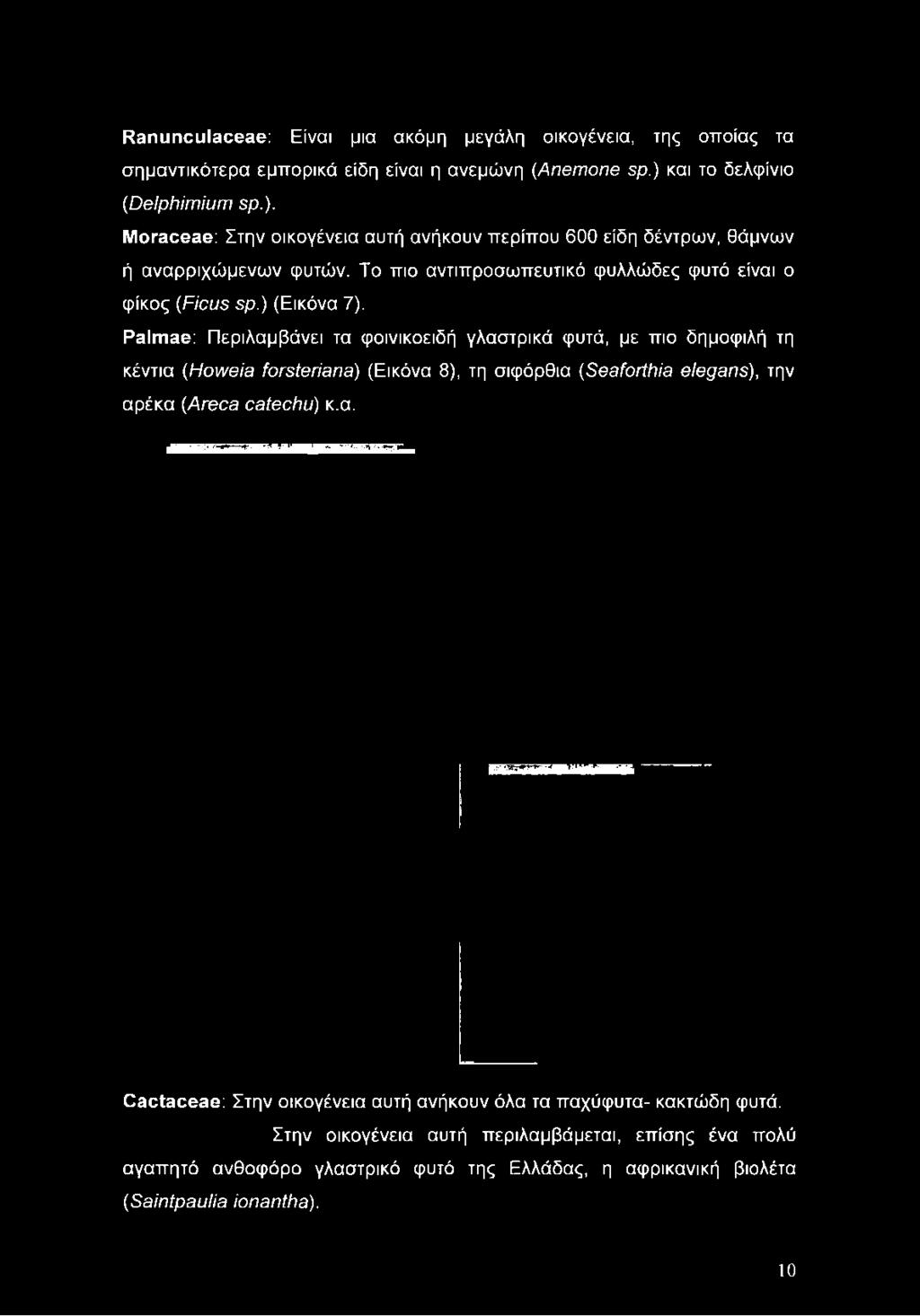 φυτών. Το πιο αντιπροσωπευτικό φυλλώδες φυτό είναι ο φίκος (Ficus sp.) (Εικόνα 7).
