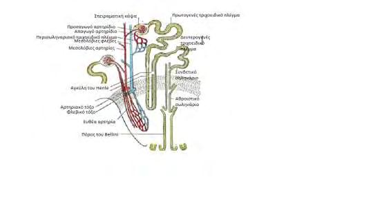 Εικόνα 1. Νεφρικό σωμάτιο (τροποποιηθέν από FIG. 1128 Henry Gray (1825 1861). Anatomy of the Human Body. 1918) Το αγγειώδες σπείραμα του νεφρικού σωματίου αποτελείται από τριχοειδείς αγκύλες (30-40).