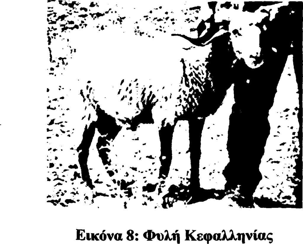 11 Φυλή Κ ύμης Ανήκει στην κατηγορία των ομοιόμαλλων προβάτων εκτρέφεται στην περιοχή της Εύβοιας υπό οικόσιτη ή ημιοικόσιτη μορφή. Το σωματικό βάρος των αρσενικών είναι 73 kg ενώ των θηλυκών 66 kg.