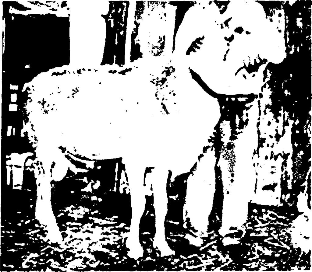 1.3.13 Φυλή Ζακύνθου Το πρόβατο Ζακύνθου διαφέρει σημαντικά από τα άλλα Ελληνικά πρόβατα σττρ σωματική διάπλαση, στο μαλλί και στις αποδόσεις του.