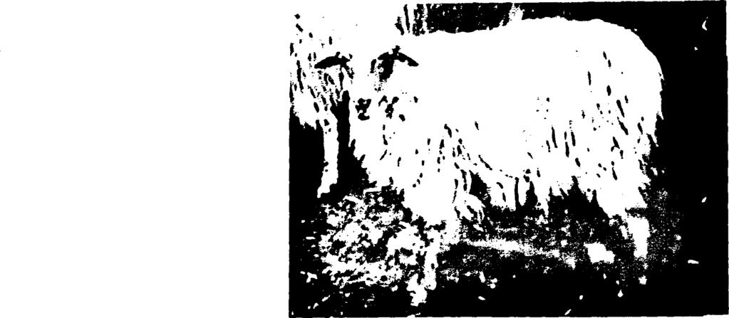 Εικόνα 13: Φυλή Καλαρρύτικη 1.6.2 Ορεινό Η πειρώ τικο πρόβατο Εκτρέφεται κυρίως στις ορεινές περιοχές τα Ηπείρου.