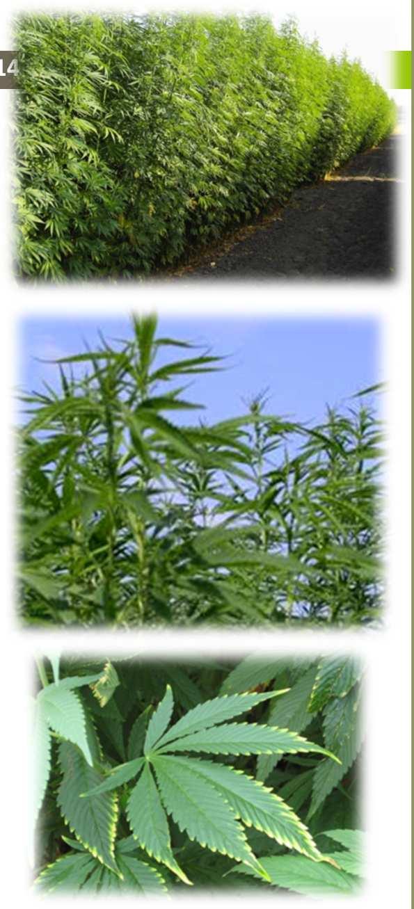 14 Κλωστική κάνναβη (Cannabis sativa L.) Είναιφυτό μικρής ημέρας και μπορεί να καλλιεργηθεί στιςπερισσότερεςευρωπαϊκές χώρες.