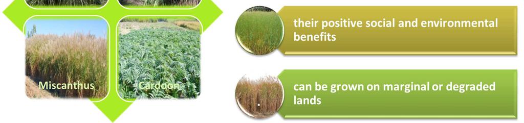 Switchgrass Καλάμι Σημαντικά περιβαλλοντικά οφέλη από την καλλιέργεια
