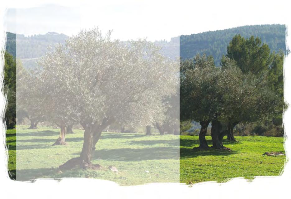 ανταγωνιστές της ν α β α φ τ ί ζο ν τ α ι μ ε ο ν ό μ α τ α «Τύπου Καλαμών» για να κλέψουν κάτι από.