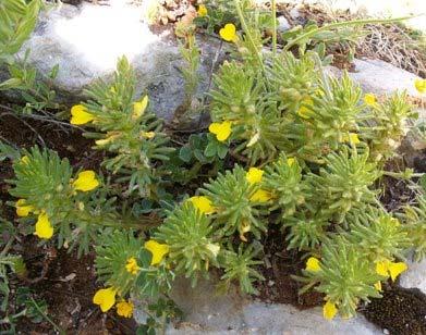 caucasica, Cyclamen graecum (Εικόνα 31α), Sedum dasyphyllum, Stachys menthifolia (Εικόνα 37στ), Teucrium chamaedrys (Εικόνα 31β).