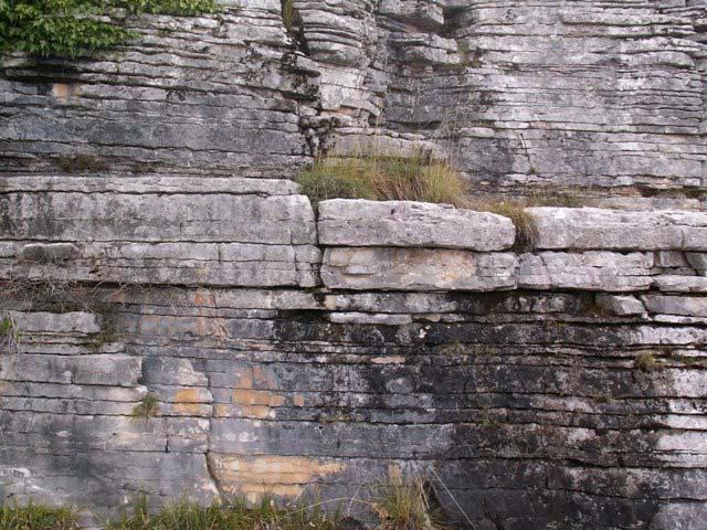 parnassica, Campanula versicolor (Εικόνα 29δ), Poa thessala, Malcolmia orsiniana subsp. serbica (Εικόνα 32α), Asplenium ruta-muraria, A.