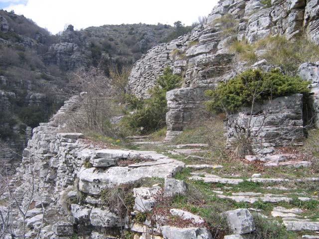 Teucrium chamaedrys, γ)