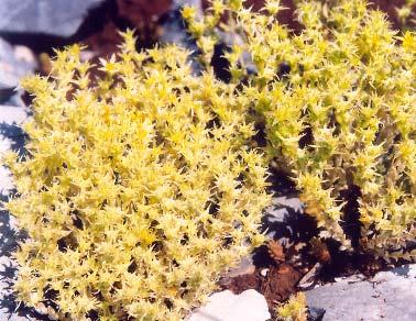orsiniana subsp.