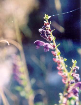 Lilium candidum, β) Scutellaria