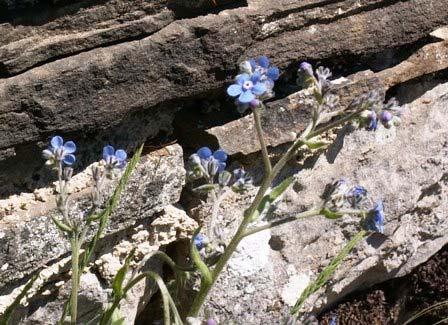 adenotricha, γ) Cynoglottis