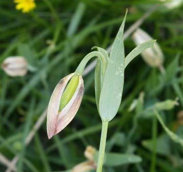 rumeliacum subsp.