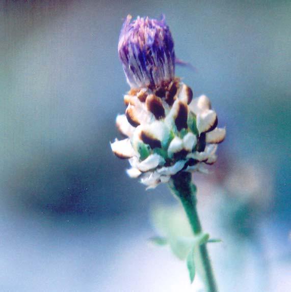 ionica, δ) Saxifraga