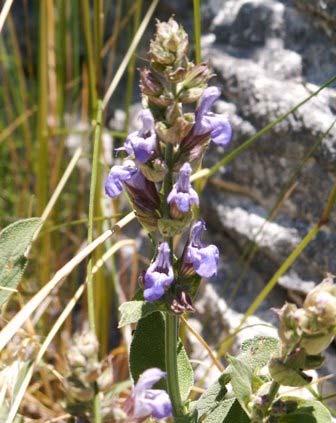 vulgaris, β) Viola