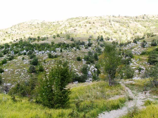 ΜΠΕΛΟΗ Περιοχή Ε (ΠΕ) Υψόμετρο: 1371-1388 m Συντεταγμένες: 39 o 54.13 /20 o 46.25 έως 39 o 54.06 /20 o 46.