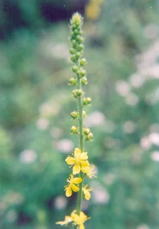 Silene italica, β)