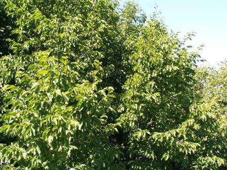 α β Εικόνα 21: Αντιπροσωπευτικά είδη του οικοτόπου «Δάση οστρυάς, ανατολικού γαύρου και μεικτά θερμόφιλα δάση»: α) Carpinus orientalis, β) Quercus