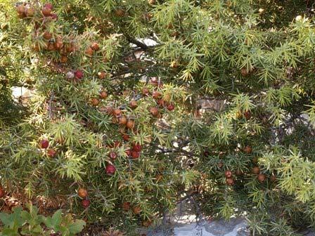α β Εικόνα 23: Τα τρία είδη κέδρων