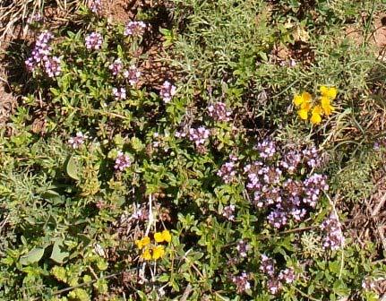 communis (Εικόνα 23α), Teucrium polium subsp.