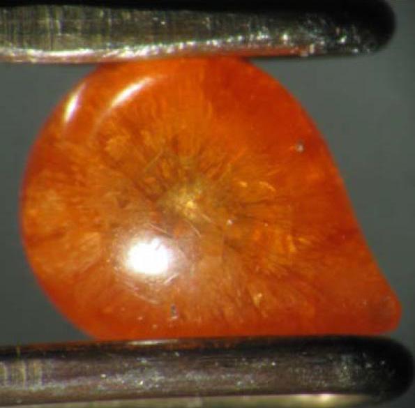 α. β. γ. Σχήμα 1.6. α. Φυσικό μαργαριτάρι πορτοκαλι χρώματος από το μαλάκιο Pinna nobilis.