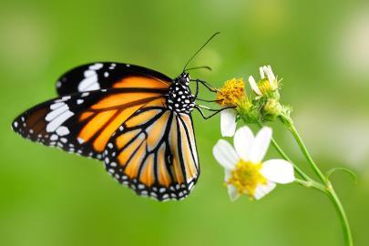 ΠΕΤΑΛΟΥΔΑ Οι πεταλούδες είναι έντομα που