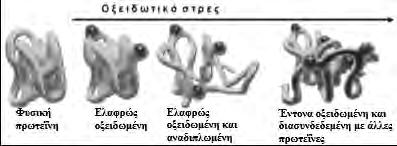 Οι περισσότερες οξειδωτικές επιδράσεις οδηγούν στη δυσλειτουργία πολλών πρωτεϊνών, η οποία μπορεί να οφείλεται σε αυτή την άμεση μεταβολή/αλλαγή αμινοξέων που βρίσκονται σε μια λειτουργική περιοχή