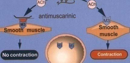 ..) (Michel, 2003) Anticholinergická liečba OAB príznakov u starších ľudí je