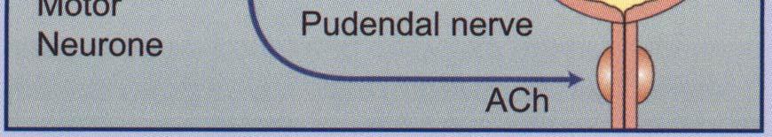 pudendalis (Michel, 2005; Zinner, 2005;