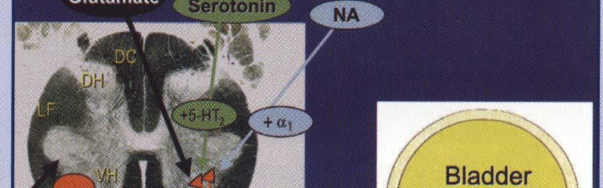 Duloxetín & SUI (II) Podporuje aktivitu