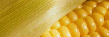 Chemická inaktivácia Použitiu chemikálií na inaktiváciu a redukciu mykotoxínov boli venované mnohé práce. Väčšina z nich bola zameraná na aflatoxíny a aplikácie do živočíšnych krmív.
