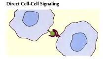 Ćelijska signalizacija Interakcije organizma i sredine posredovane su signalima Primanje signala iz okoline, odgovor na signale i odašiljanje signala u