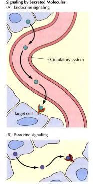 molekula i specifičnih receptora -okidač za intracelularne promene koje kontrolišu ćelijsko ponašanje (metabolizam, kretanje, diferencijacija,