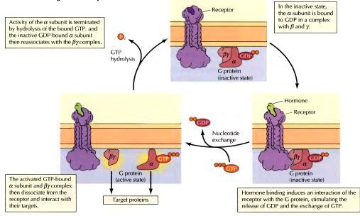 stimulaciju adenilat-ciklaze protein koji veže GTP (G-protein) je posrednik u aktivaciji adenilciklaze G-proteini djeluju kao
