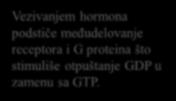 od 3 podjedinice: α, β, γ heterotrimerni G-proteini gvanin-nukleoidi (GTP i GDP) nadziru aktivnost G-proteina Aktivnost α-podjedinice