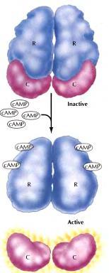 Aktivacija protein kinaze-a camp reguliše aktivnost zavisne protein-kinaze A neaktivni oblik enzima je tetramer koji se sastoji
