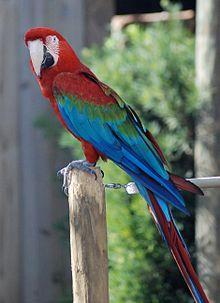 Με το όνομα παπαγάλος είναι γνωστά διάφορα είδη από δενδρόβια, ως επί το πλείστον, πουλιά που σχηματίζουν τη τάξη των Ψιττακόμορφων