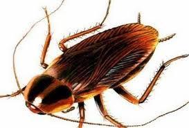 Οι κατσαρίδες είναι έντομα, τα οποία αποτελούν μια τάξη: τα Βλαττοειδή.