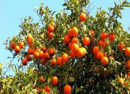 Λίγα λόγια για την πορτοκαλία Η πορτοκαλιά ανθίζει μία φορά το χρόνο και η ανθοφορία της κρατάει 5-7 εβδομάδες. Ο καρπός της πορτοκαλιάς είναι το πορτοκάλι ή εσπερίδιο.