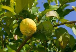 Λίγα λόγια για την λεμονιά Η λεμονιά προέρχεται από την κεντρική Ινδία, όπου καλλιεργήθηκαν και τα πρώτα δένδρα.