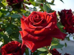 Η τριανταφυλλιά είναι γένος φυτών που ανήκει στην οικογένεια των Ροδοειδών Ροζ τριαντάφυλλο Είναι καλλωπιστικό και φυλλοβόλο φυτό. Αποτελείται από τη ρίζα, τον βλαστό, τα φύλλα και τα μπουμπούκια της.