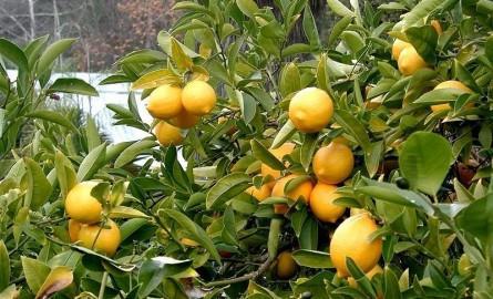 Το λεμόνι είναι ο καρπός του υβριδικού δέντρου που ονομάζεται λεμονιά και ανήκει στην οικογένεια Ο καρπός αυτός χρησιμοποιείται κυρίως για τον χυμό του, παρόλο που χρησιμοποιούνται επίσης το πιο