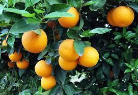 Η πορτοκαλιά είναι αγγειόσπερμο, δικότυλο, αειθαλές φυτό, που ανήκει στην τάξη των Σαπινδωδών και στην οικογένεια