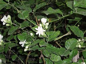 Το γιασεμί ή ίασμος είναι γένος αγγειόσπερμων, δικότυλων φυτών το οποίο ανήκει στην οικογένεια των Ελαιίδων.