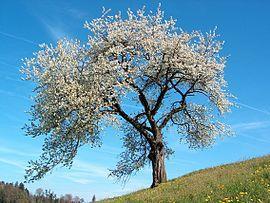Η Αμυγδαλιά είναι είδος φυτών της οικογένειας τών Ροδιδών που πολλές φορές εντάσσεται στο γένος Προύμνη.