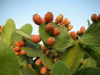 Το φραγκόσυκο είναι φρούτο, καρπός της φραγκοσυκιάς, κακτοειδούς φυτού Κεντρο- Αμερικανικής προέλευσης, που φυτρώνει στην Ελλάδα και στην Κύπρο.