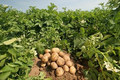 Η πατάτα γνωστή και ως "γεώμηλο", είναι φυτό που ανήκει στην οικογένεια των Σολανιδών.