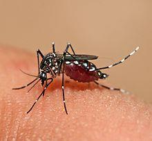Το κουνούπι είναι δίπτερο έντομο της οικογένειας με 3.